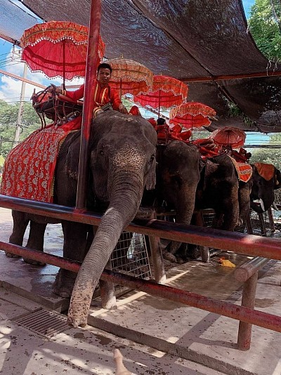 Ayutthaya Elephant Camp